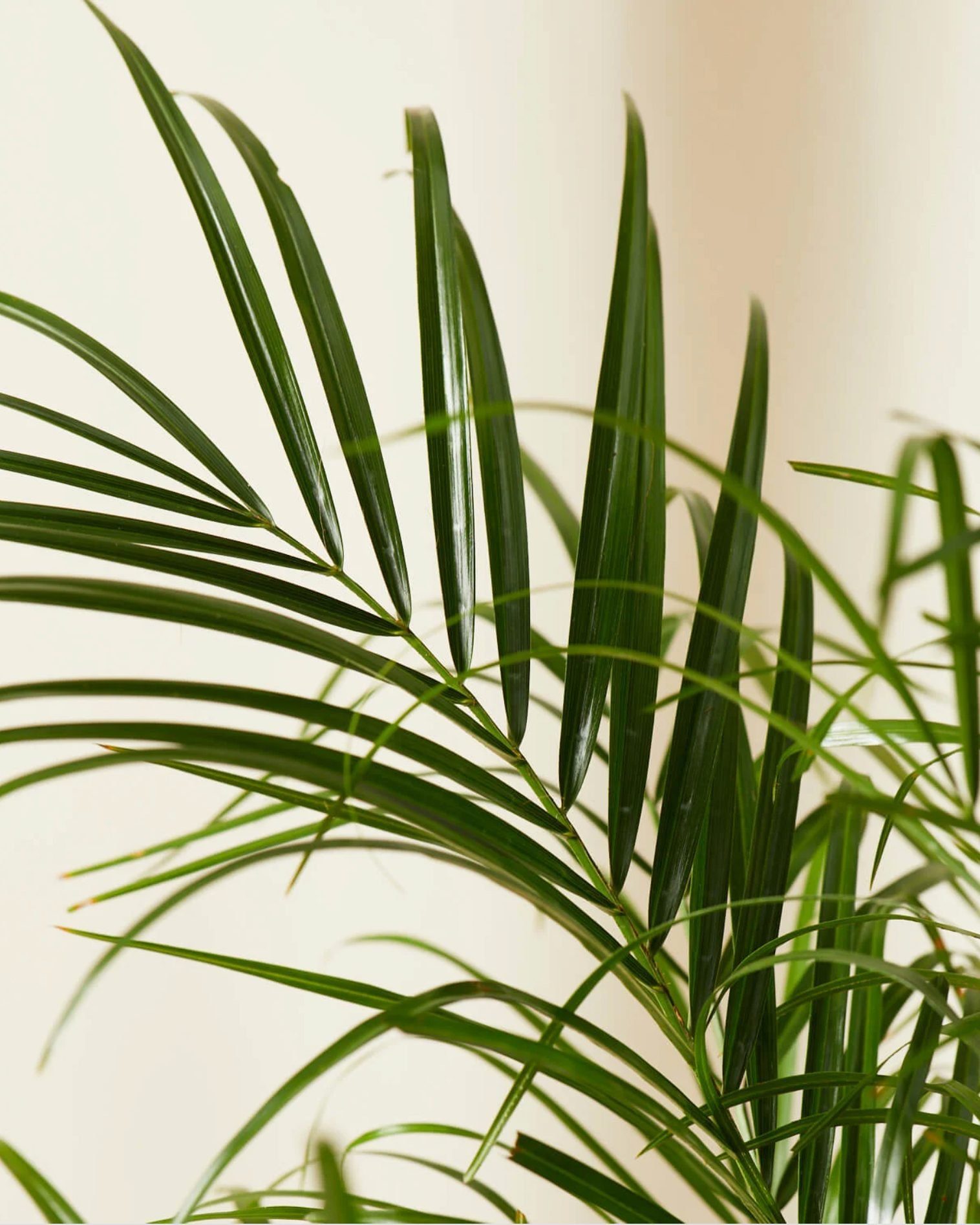 20 Air-Purifying Plants for Your Home