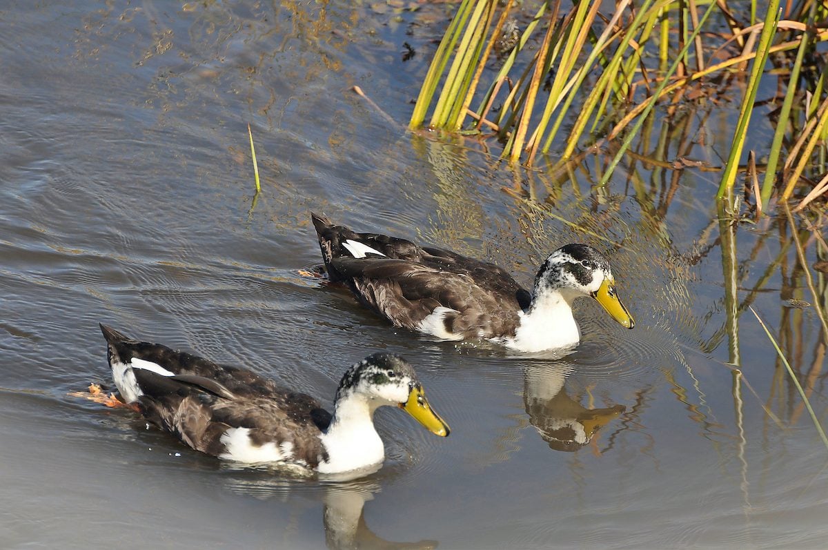 Are These Domestic Mallards or Wild Ducks?