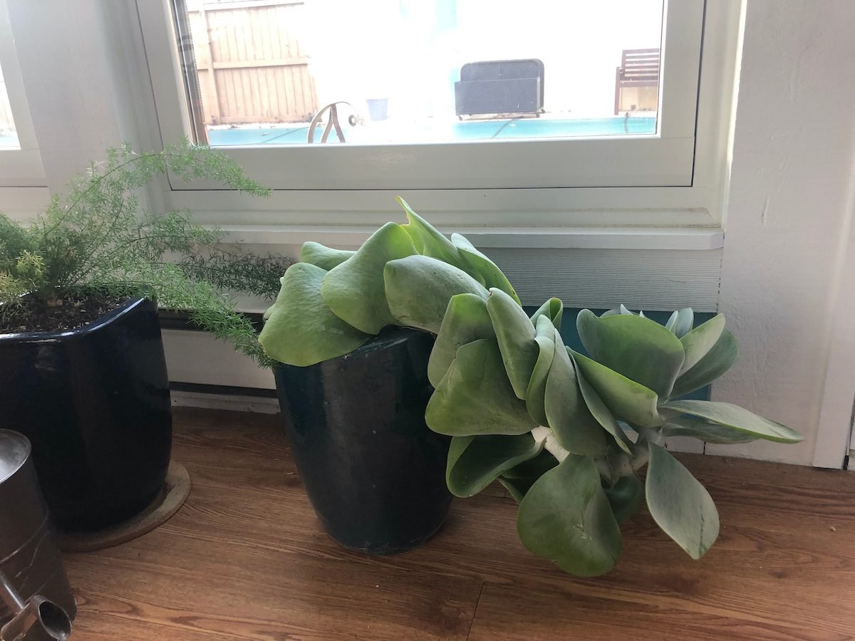Why Is My Paddle Plant Growing Sideways?