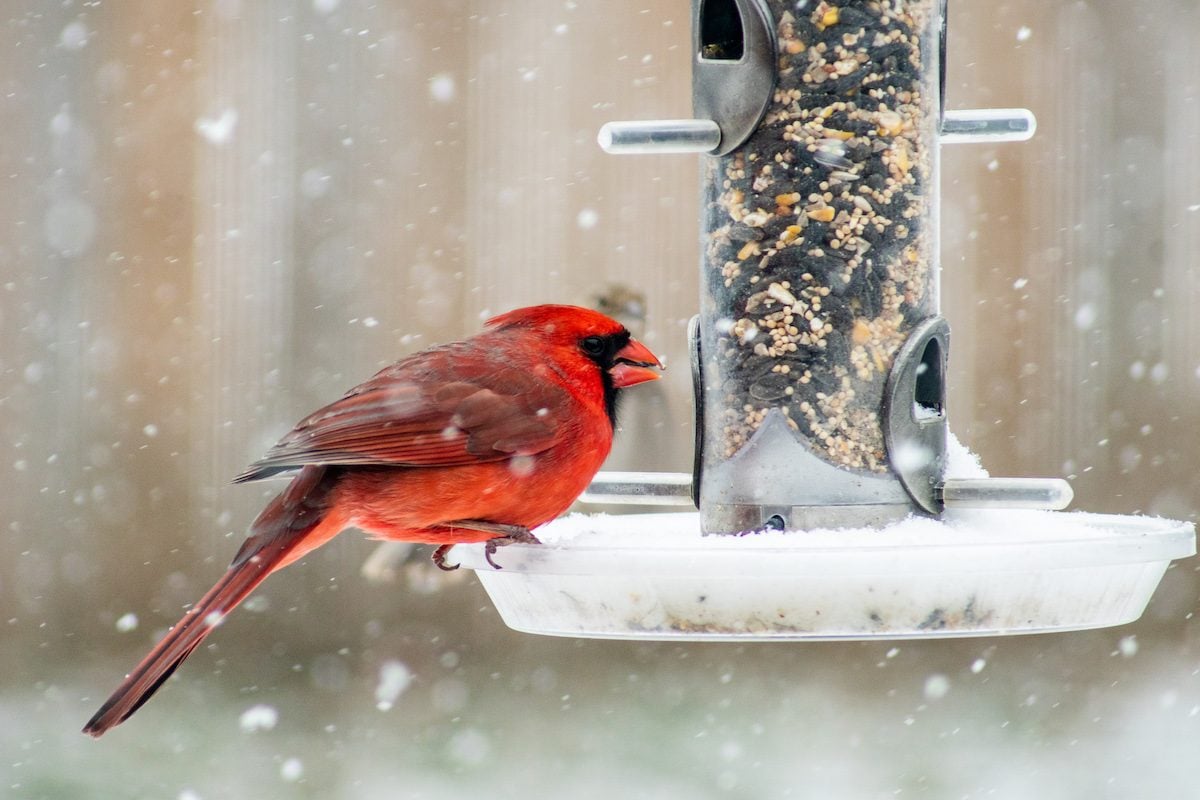 How You Can Help Birds in Cold Winter Weather