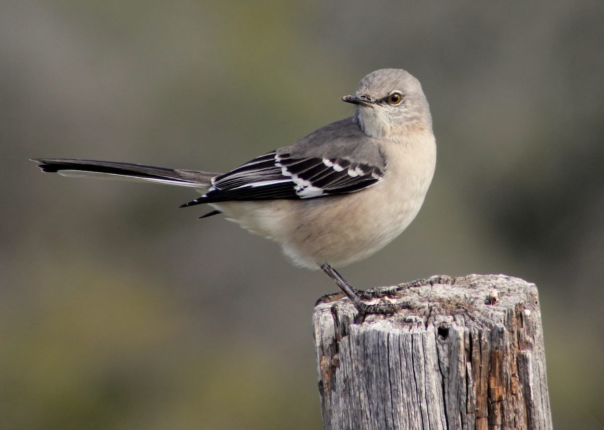 How to Identify a Northern Mockingbird