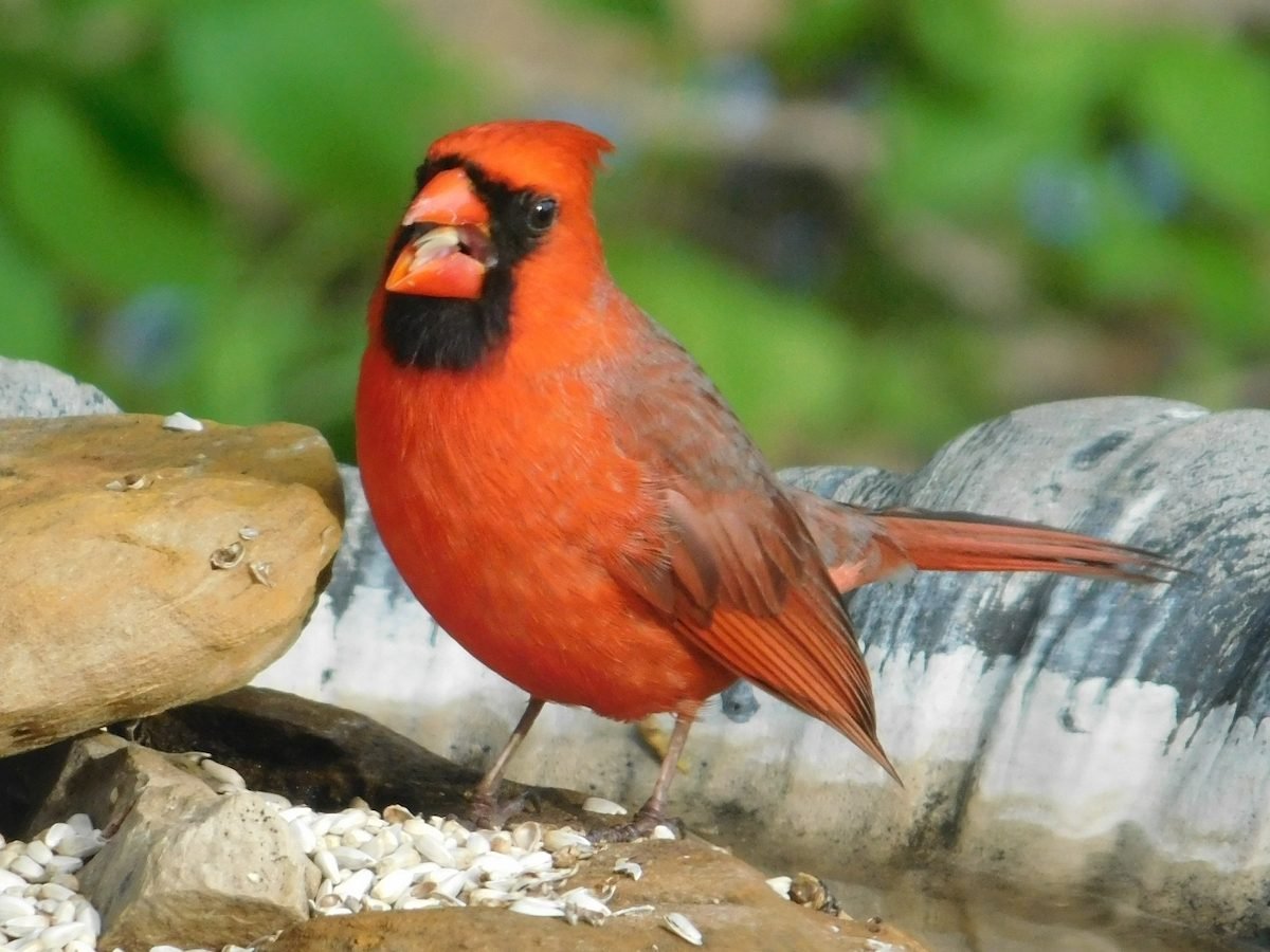 Meet the 3 Types of Cardinals in North America