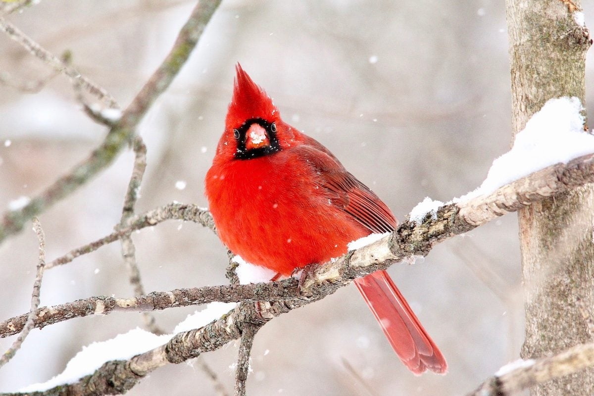 Why Does a Cardinal Raise Its Crest?