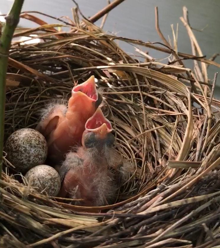 how-to-recognize-northern-cardinal-eggs-birds-and-blooms