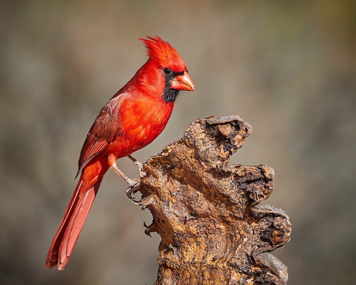 A Rare Sighting of an Arizona Cardinal Bird - Birds and Blooms