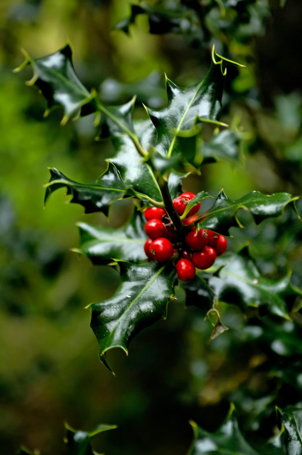 Christmas holly facts and traditions