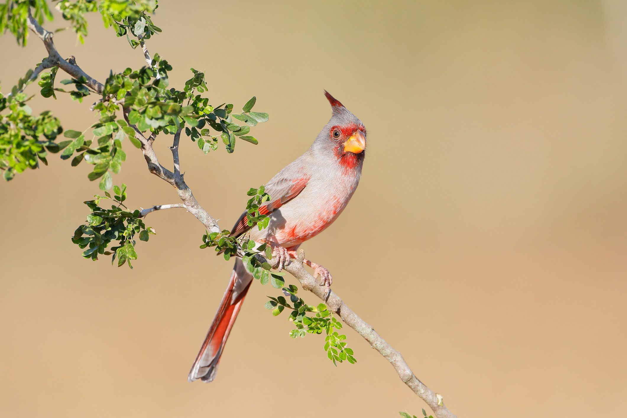 meet-the-3-types-of-cardinals-in-north-america-birds-and-blooms