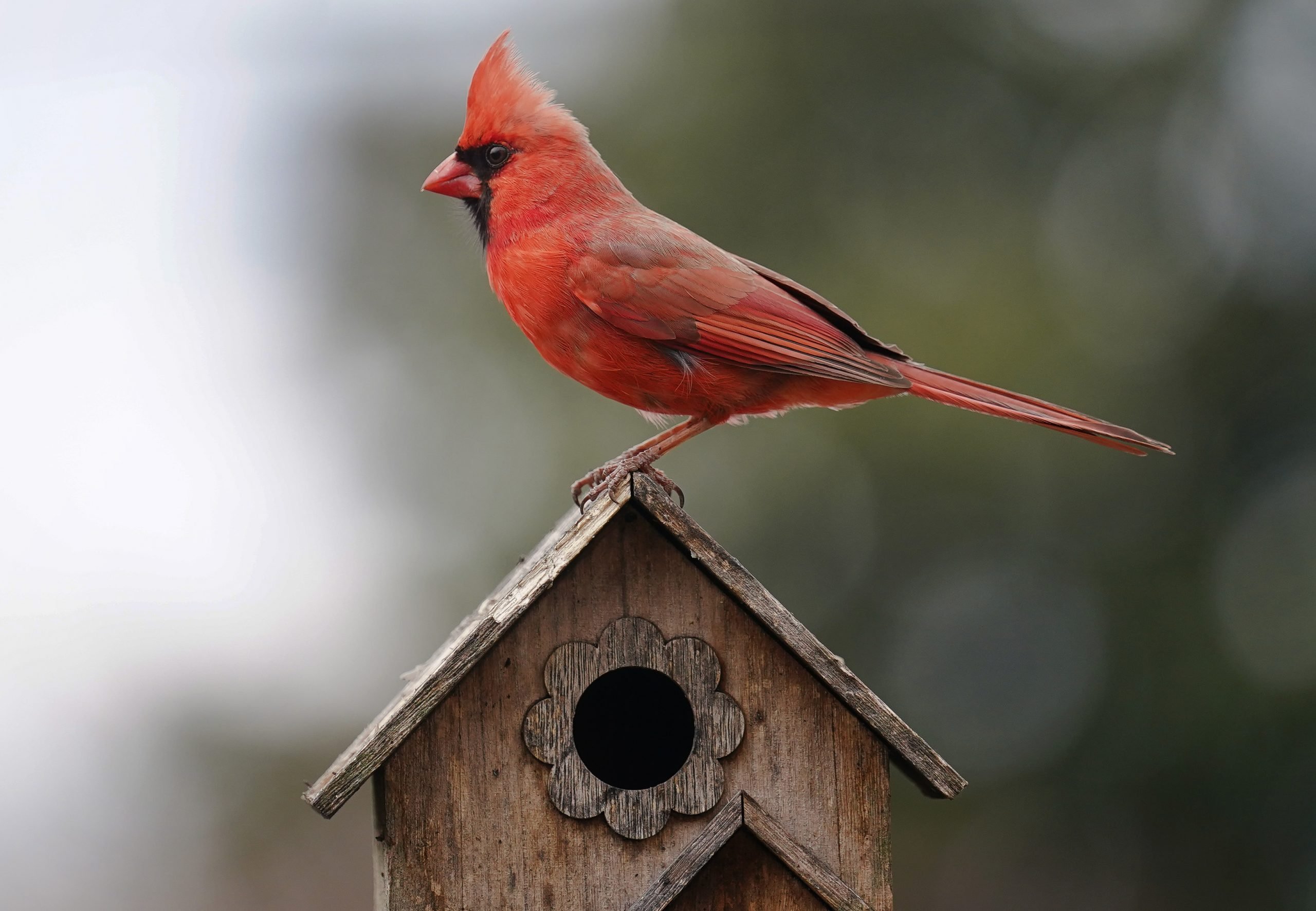 Your Cardinal Birdhouse Questions, Answered