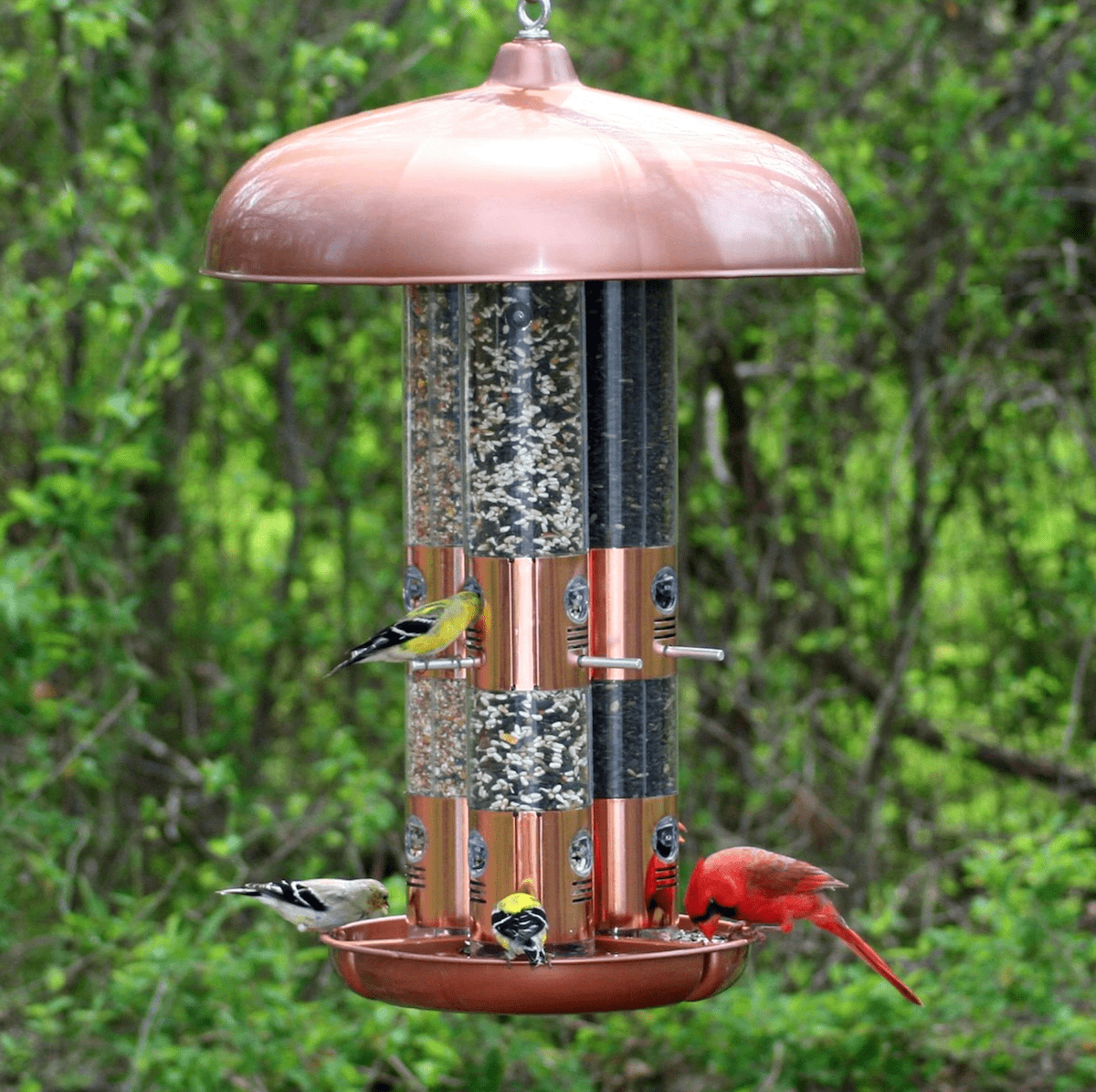 9 Tube Bird Feeders for Your Favorite Fliers