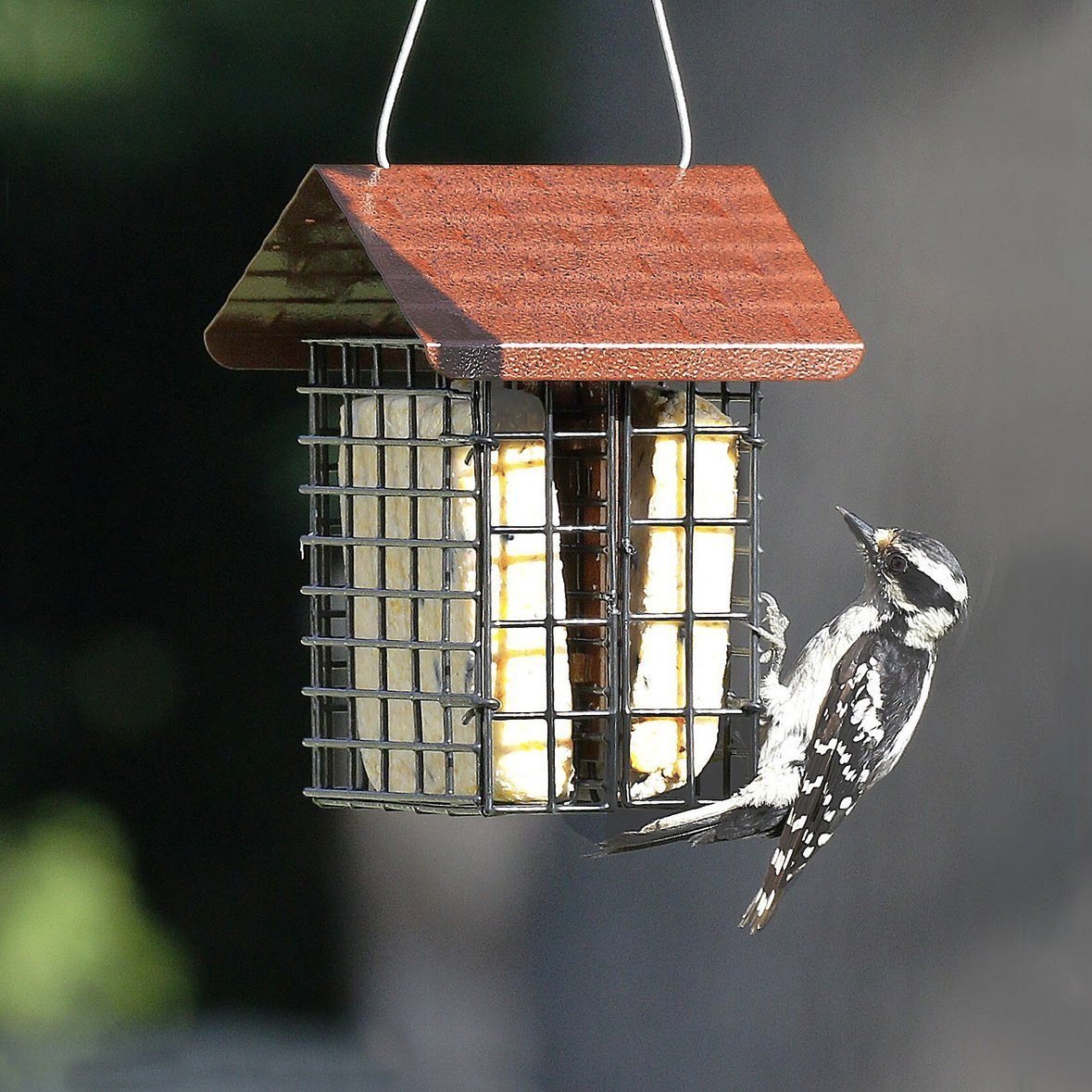 The 8 Best Bird Feeders to Attract Woodpeckers