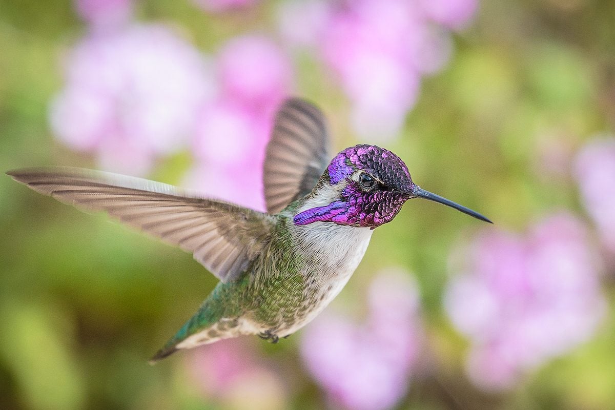 Costa's Hummingbird: Jewel of the Desert
