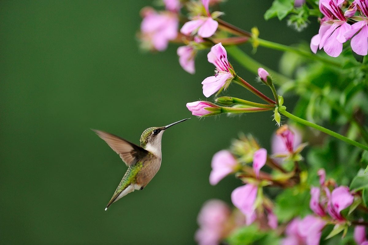 The Fascinating Life of a Female Hummingbird