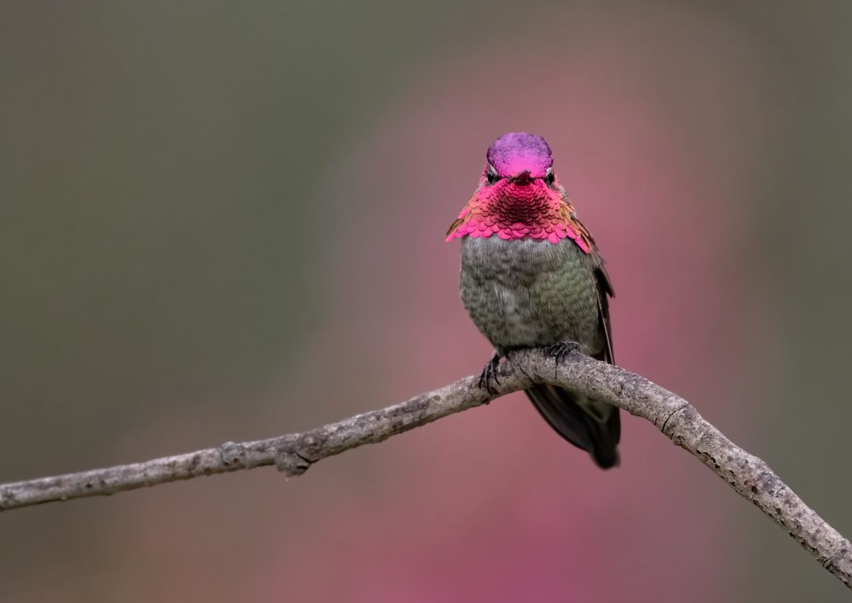 7 Hummingbirds You Might See in California