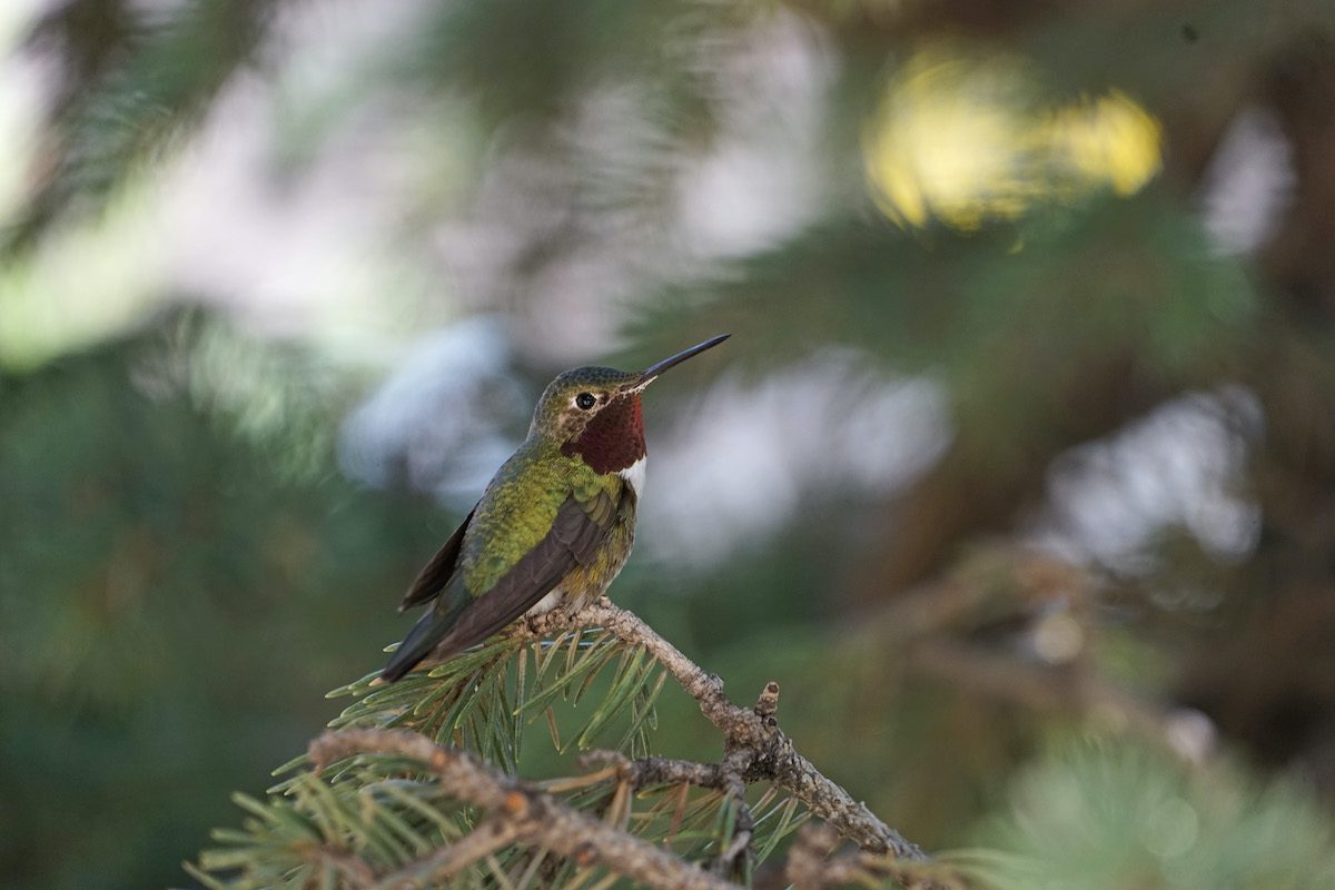 Look for These 8 Species of Hummingbirds in Texas