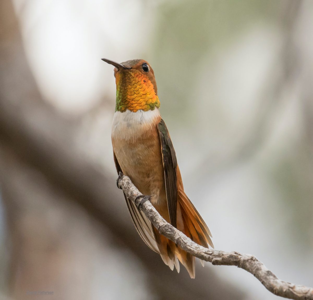 Look for These 8 Species of Hummingbirds in Texas Birds and Blooms