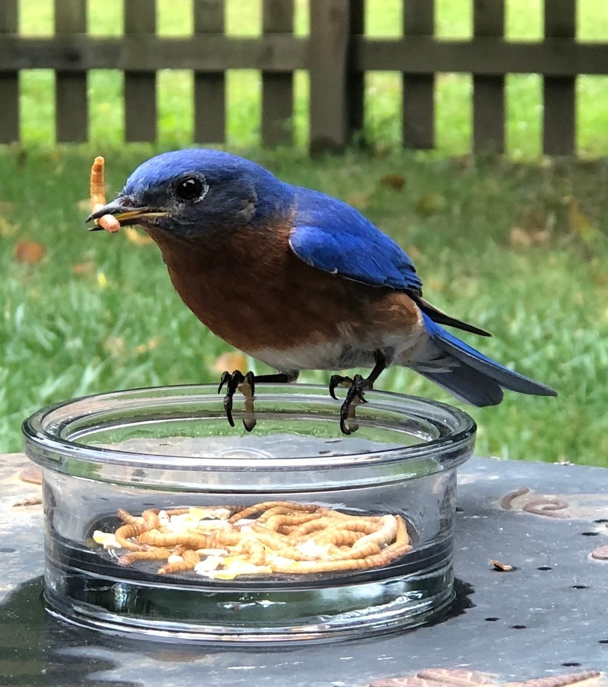 Your Guide to Feeding Mealworms to Birds
