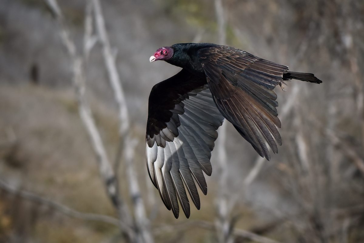 8 Fascinating Vulture Bird Facts