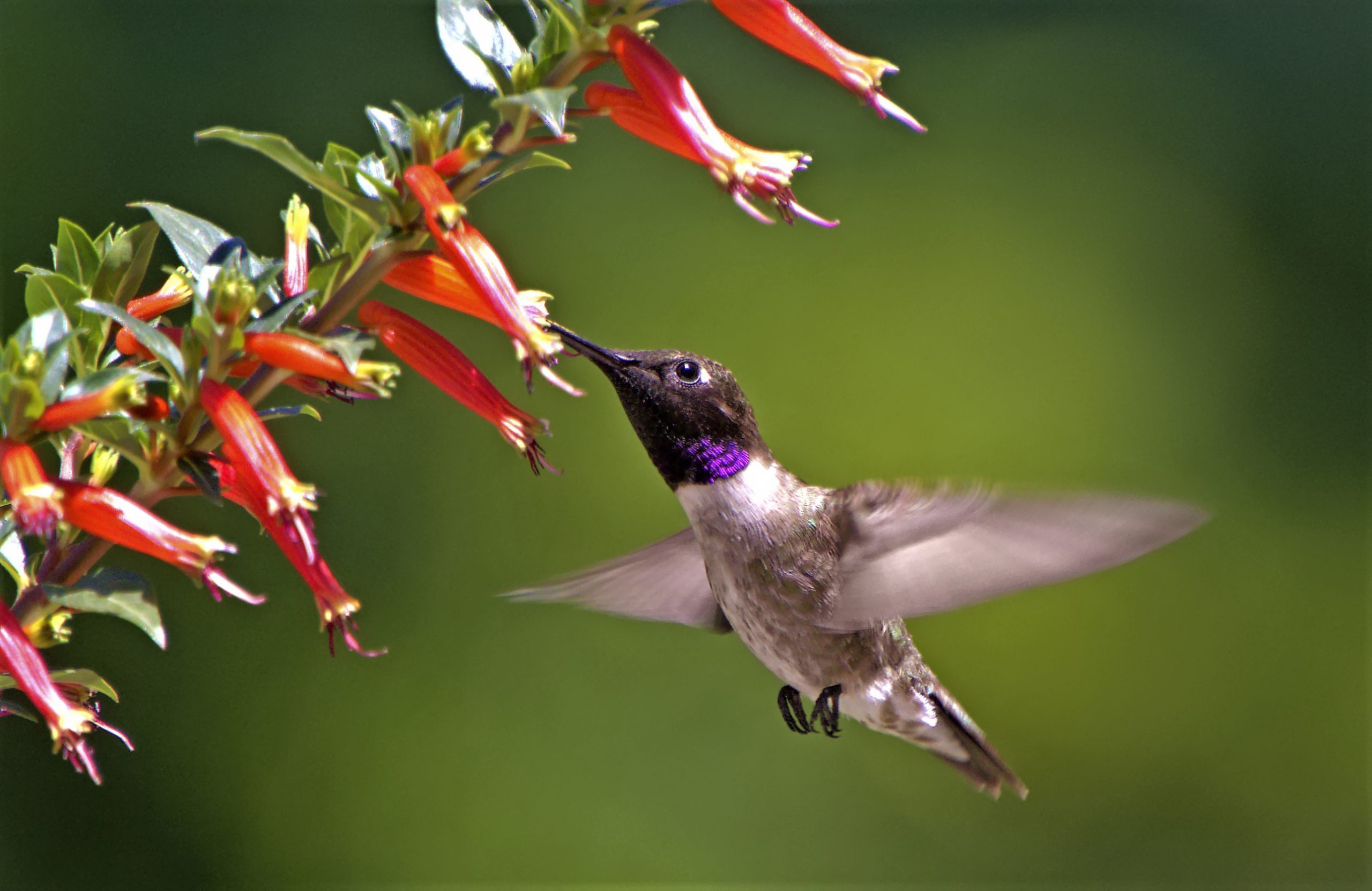 4 Hummingbirds You Might See in Colorado