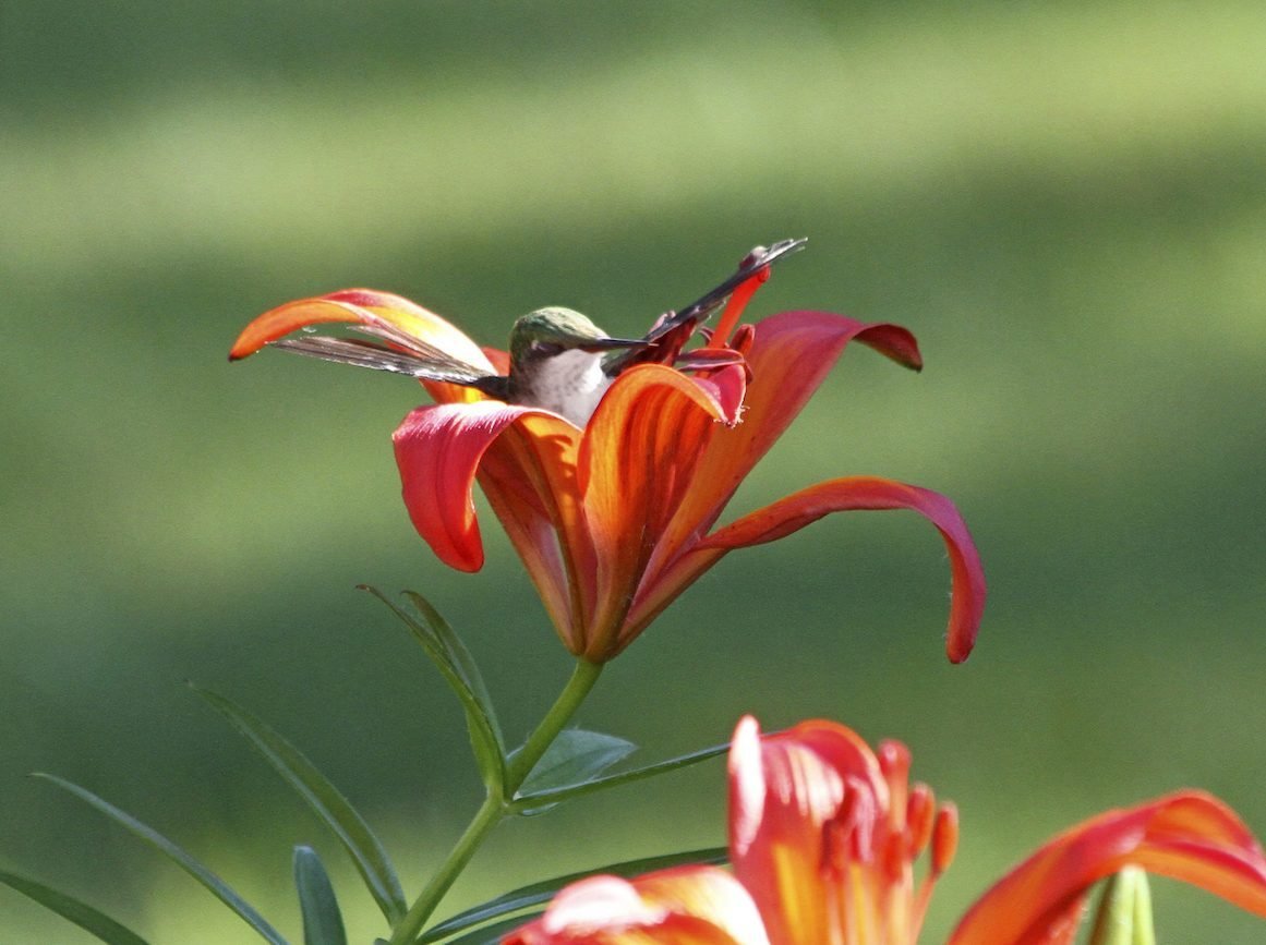15 Hilariously Funny Hummingbird Photos