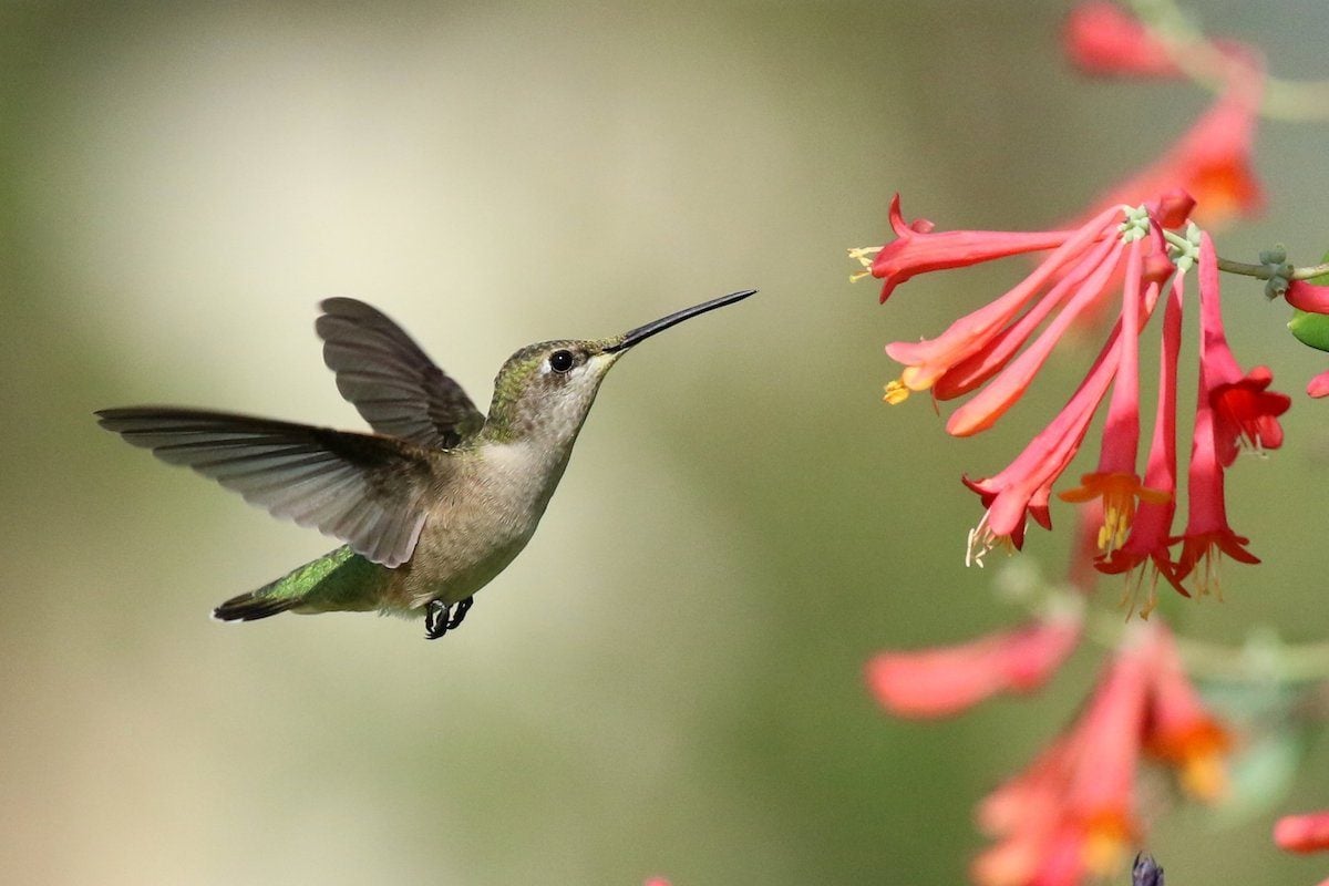 10 Amazing Pictures of Hummingbirds in Florida