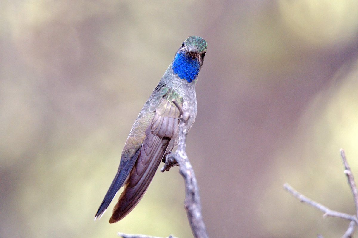 5 Secret Hummingbird Travel Sites to Visit