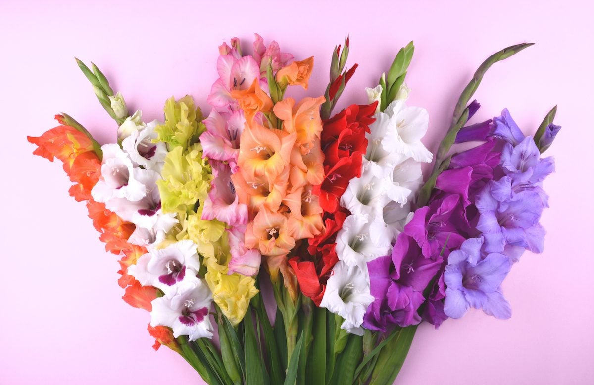 Plant a Gorgeous Gladiolus Flower Garden