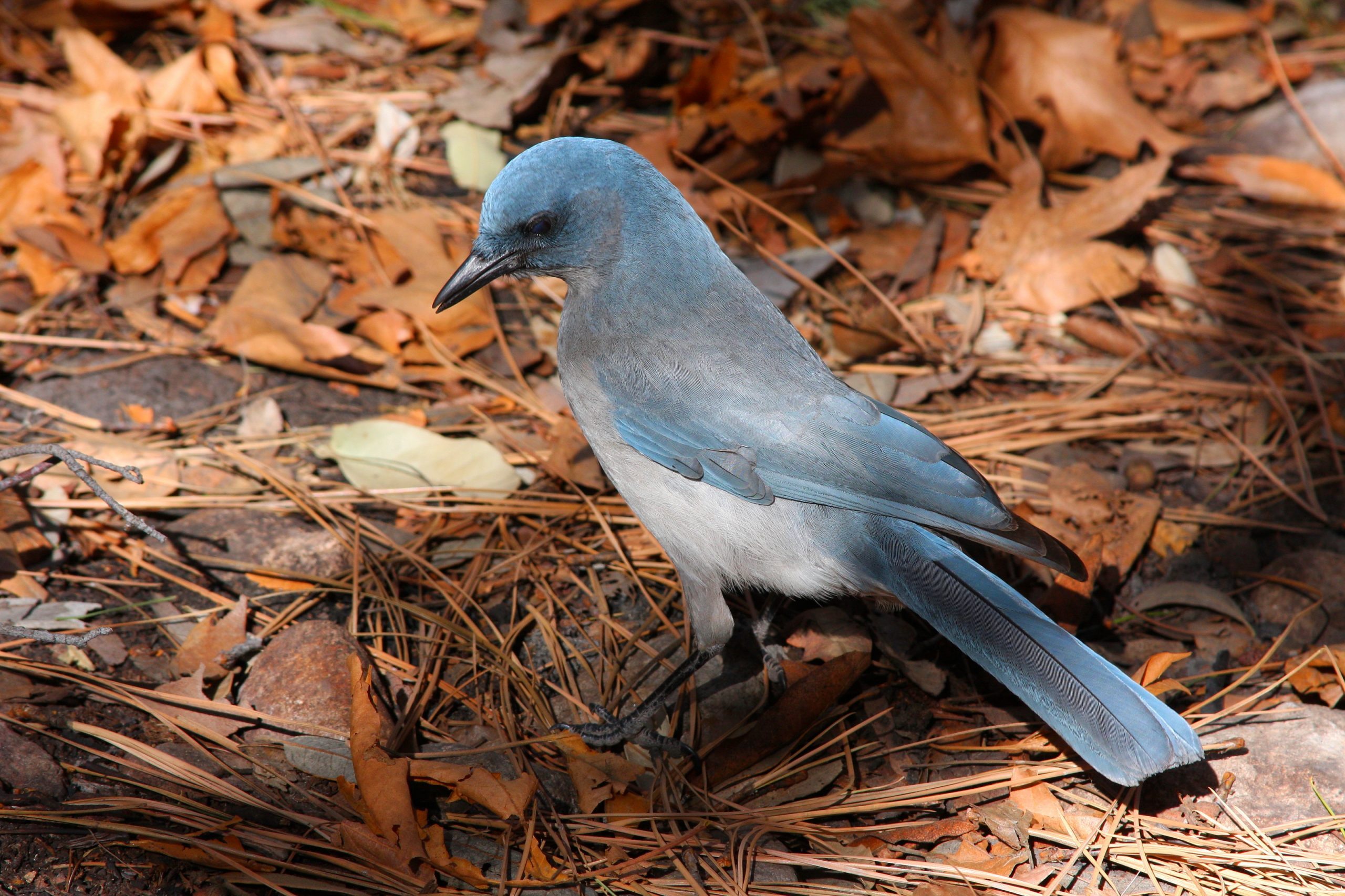 How to Identify and Attract a Pinyon Jay