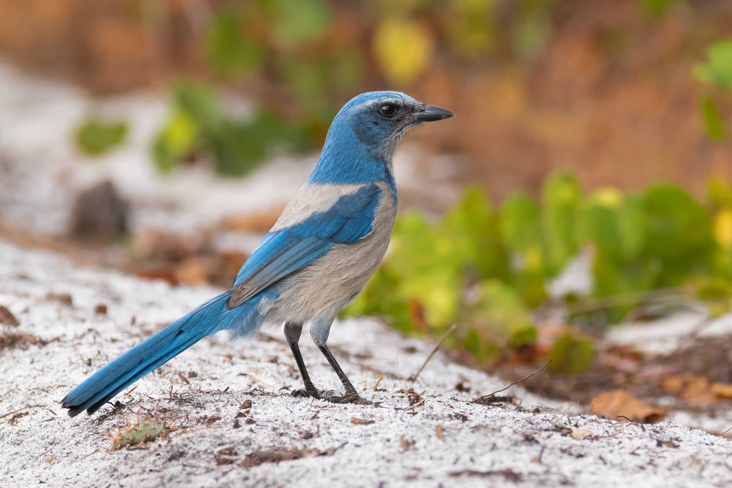 Is the Florida Scrub-Jay Endangered?