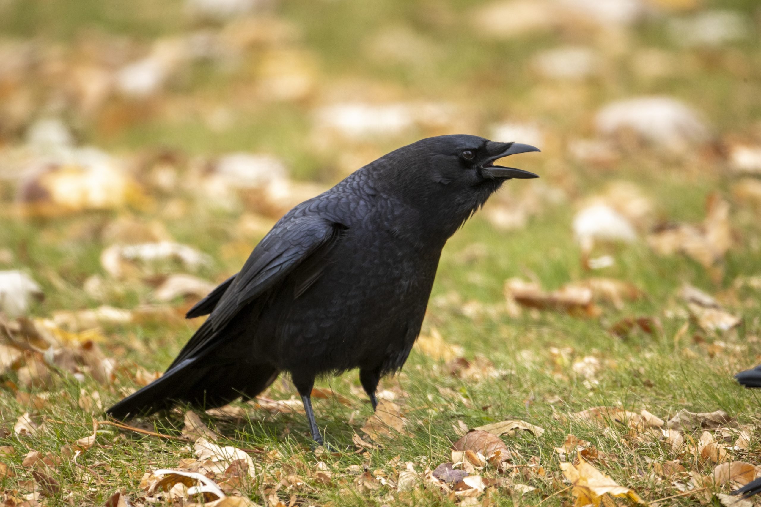 American Crow: Everything You Should Know