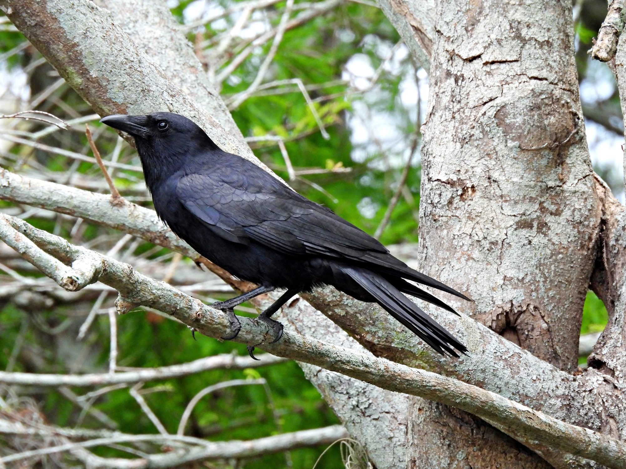 Meet the Fish Crow: The American Crow's Coastal Cousin