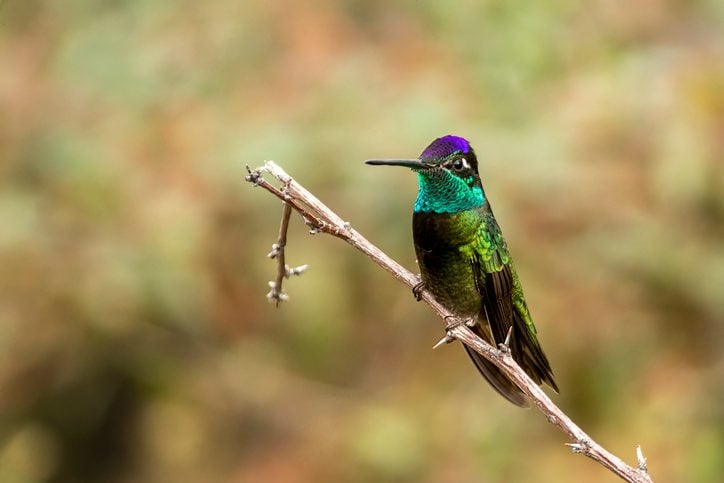 Meet the Magnificent Rivoli’s Hummingbird