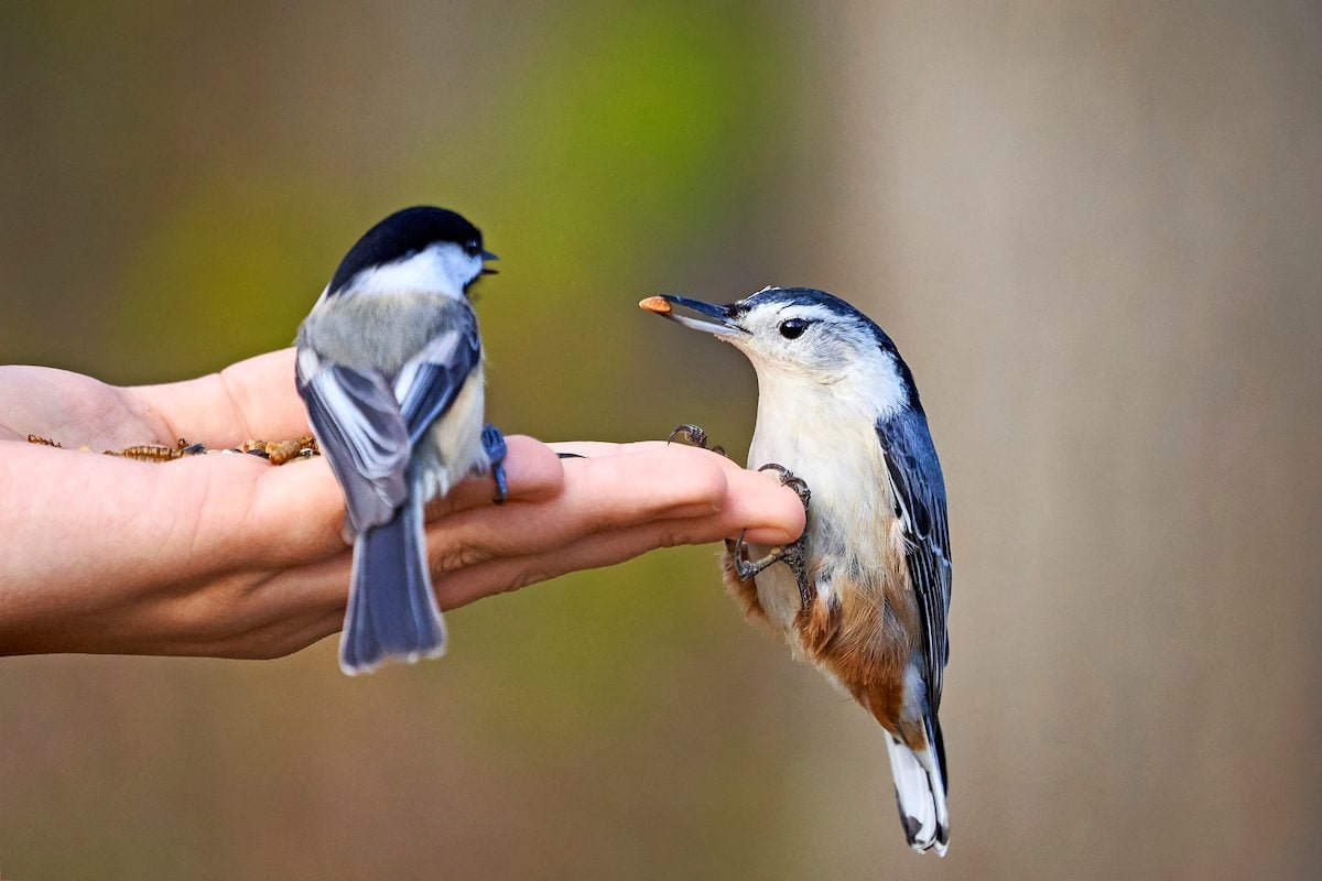 Hand Feeding Birds: How to Do It Safely