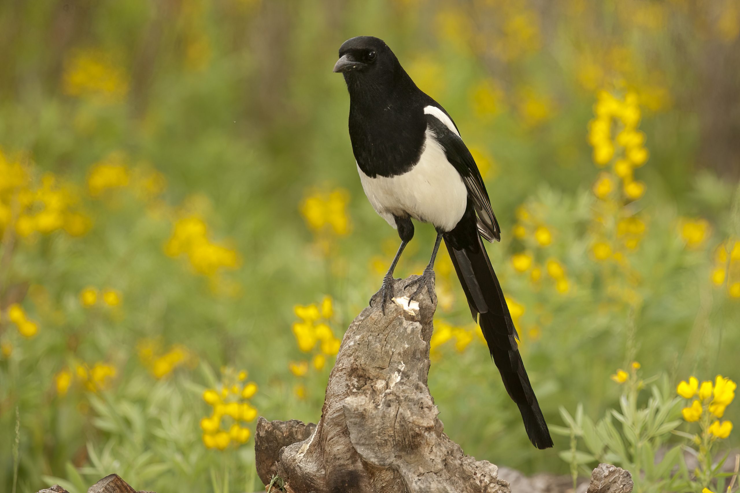 Black-billed Magpie: A Perfect Combo of Brains and Beauty