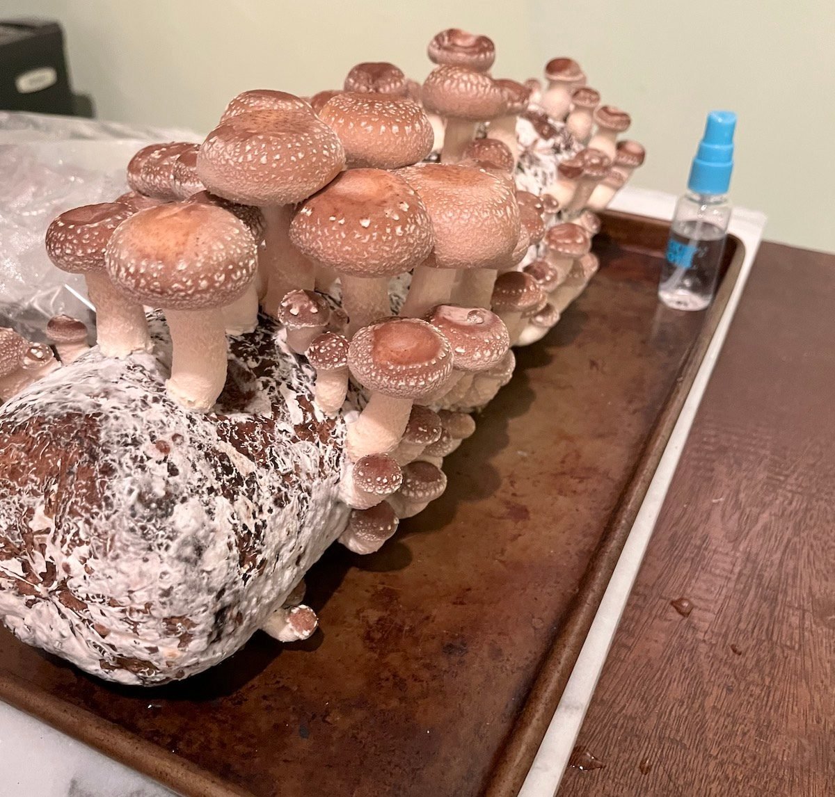I Tried Growing a Shiitake Mushroom Kit—Here's What Happened