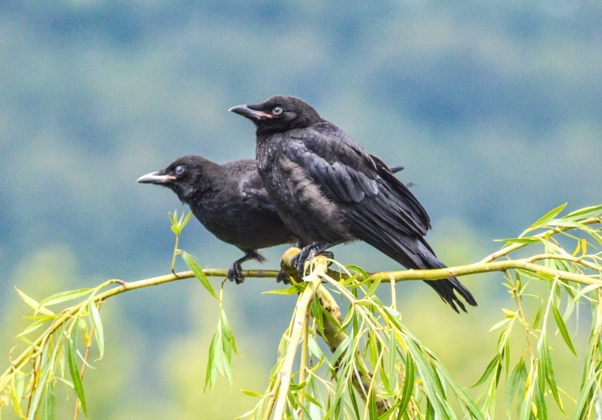Baby Crows Are Much Cuter Than You Think