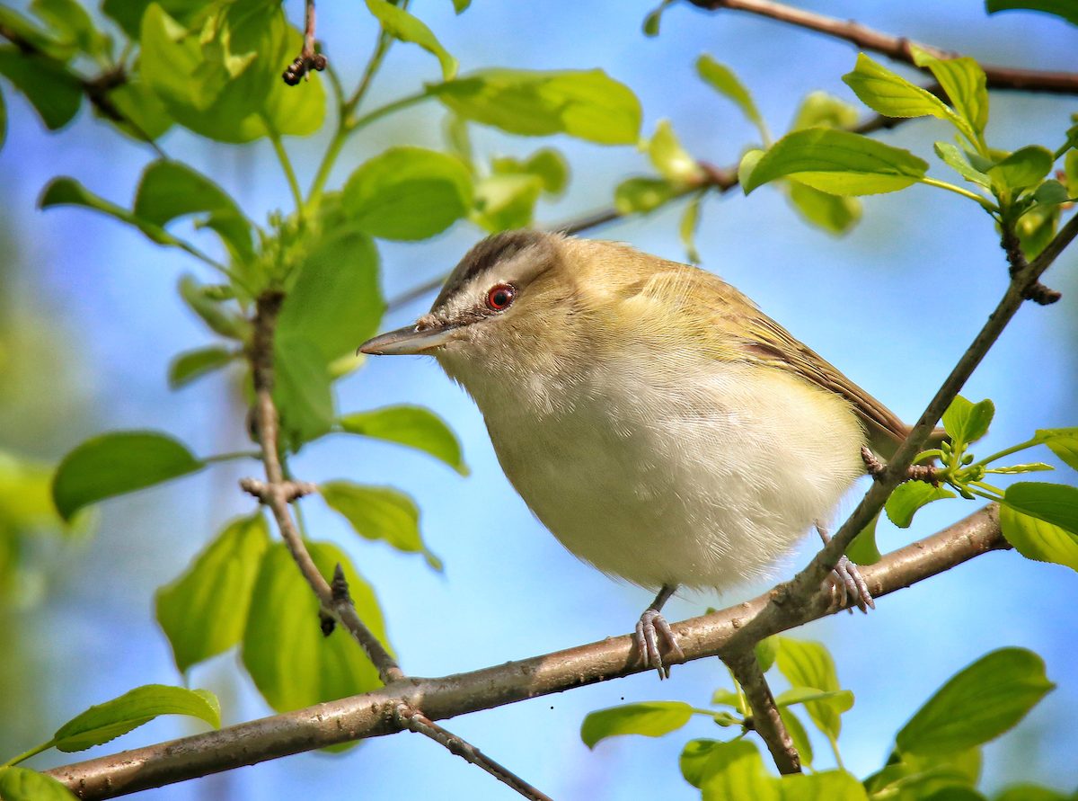 How to Identify a Red-Eyed Vireo