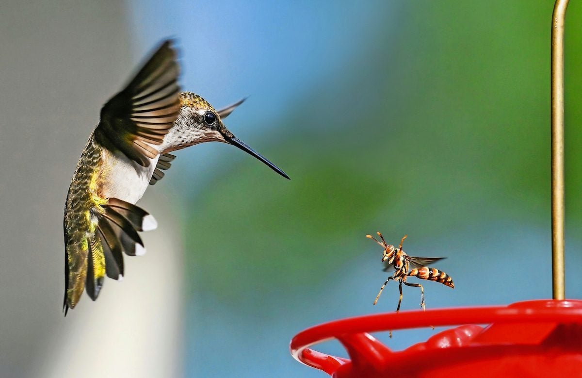 Keep Your Yard Safe From Hummingbird Predators