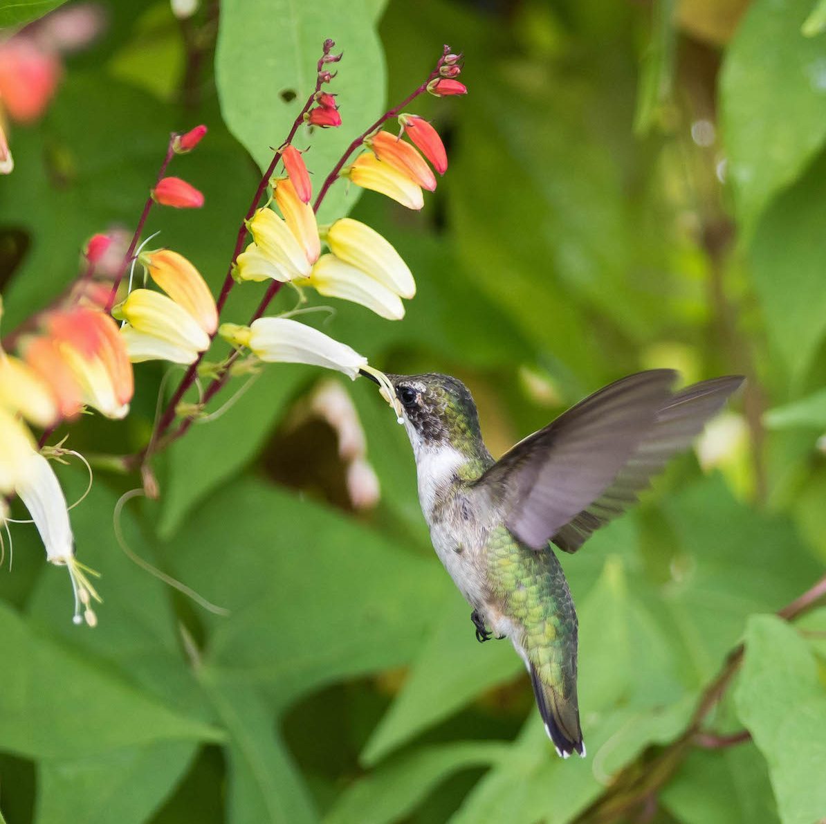 11 Nectar Plants for Hummingbirds You Aren't Growing - Birds and Blooms