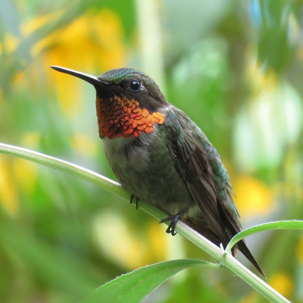 Why the Ruby-Throated Hummingbird Range Doesn't Cover the West