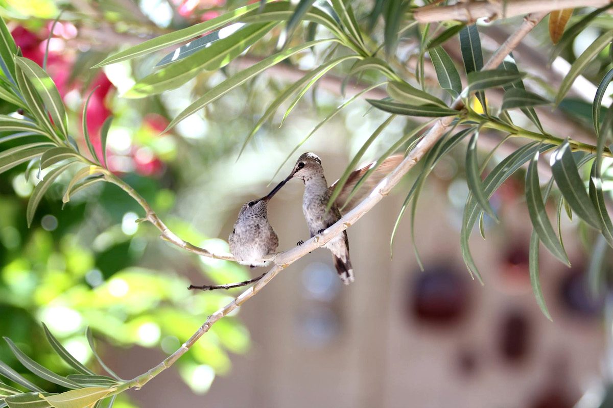 Hummingbirds Are the Ultimate Bird Supermoms