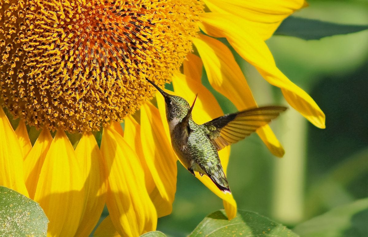 Do Hummingbirds Like Sunflowers?