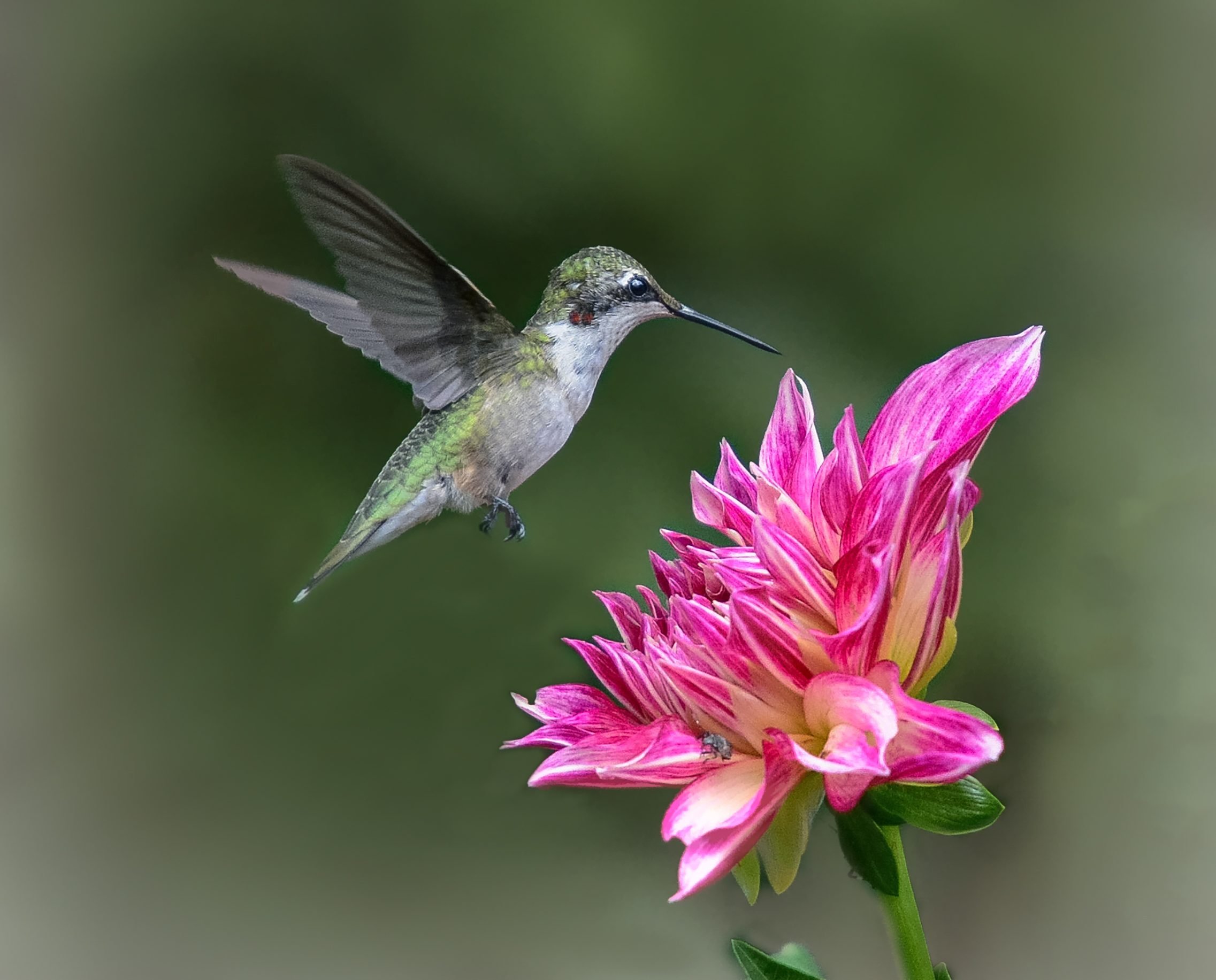 11 Nectar Plants for Hummingbirds You Aren't Growing Yet