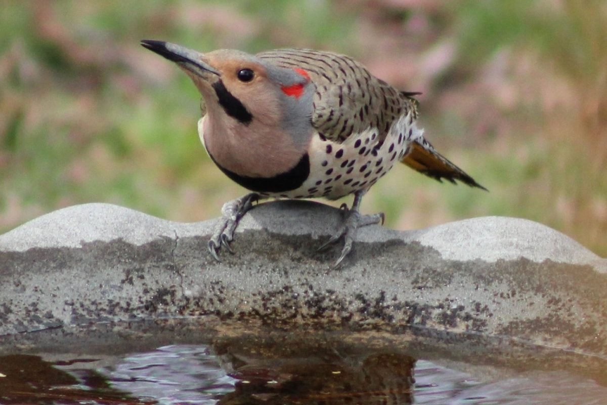 How to Clean a Birdbath the Right Way