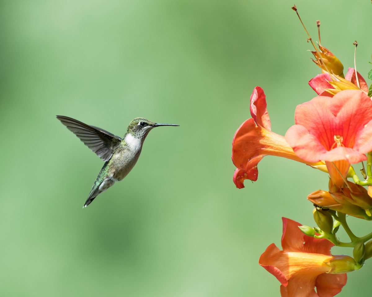 Hummingbirds Flock to Trumpet Vine—But Is It Invasive?