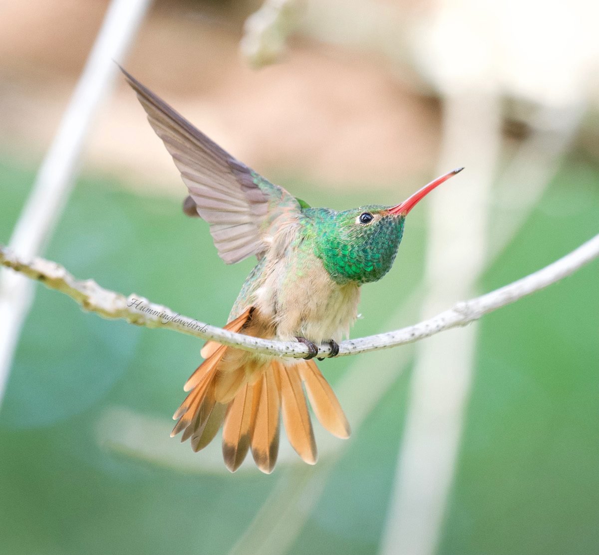 Meet the Brilliantly Colored Buff-Bellied Hummingbird