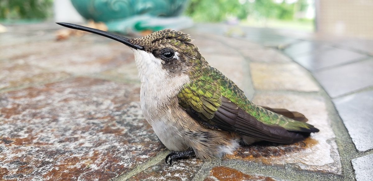How to Get a Trapped Hummingbird Out of Your Garage