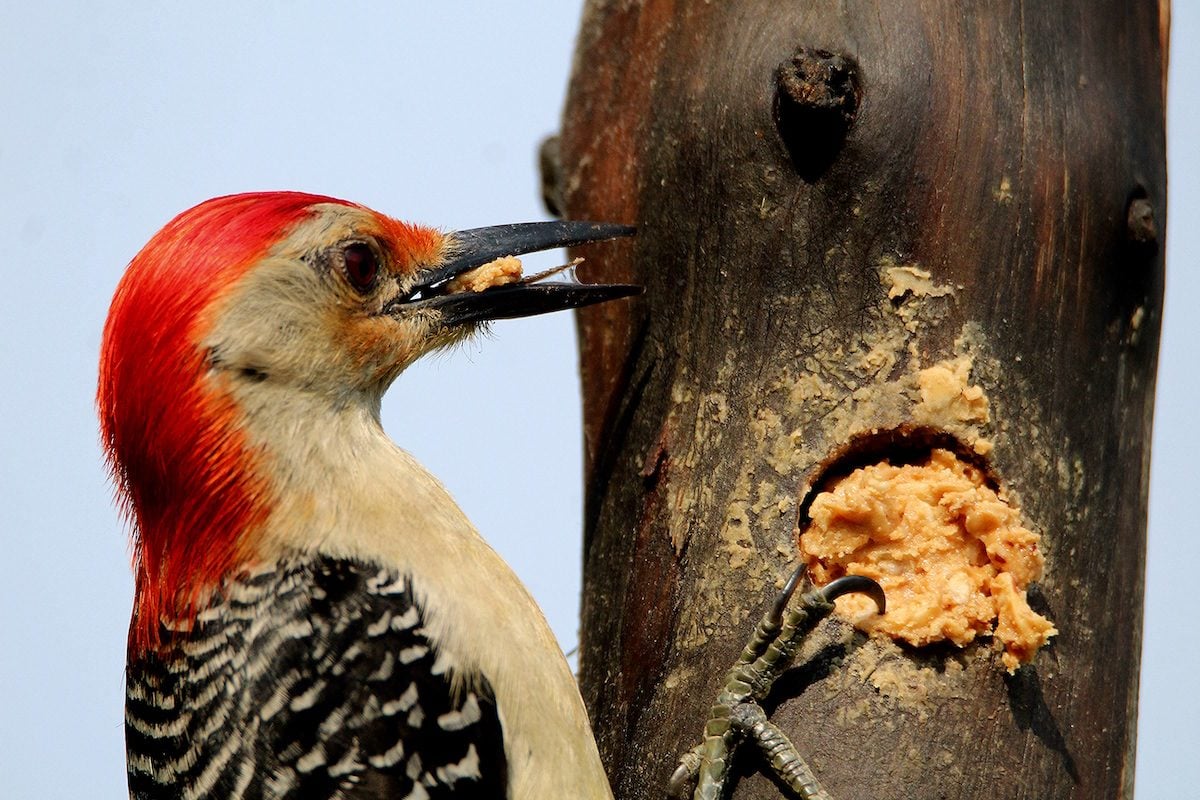 Can Birds Eat Peanut Butter?