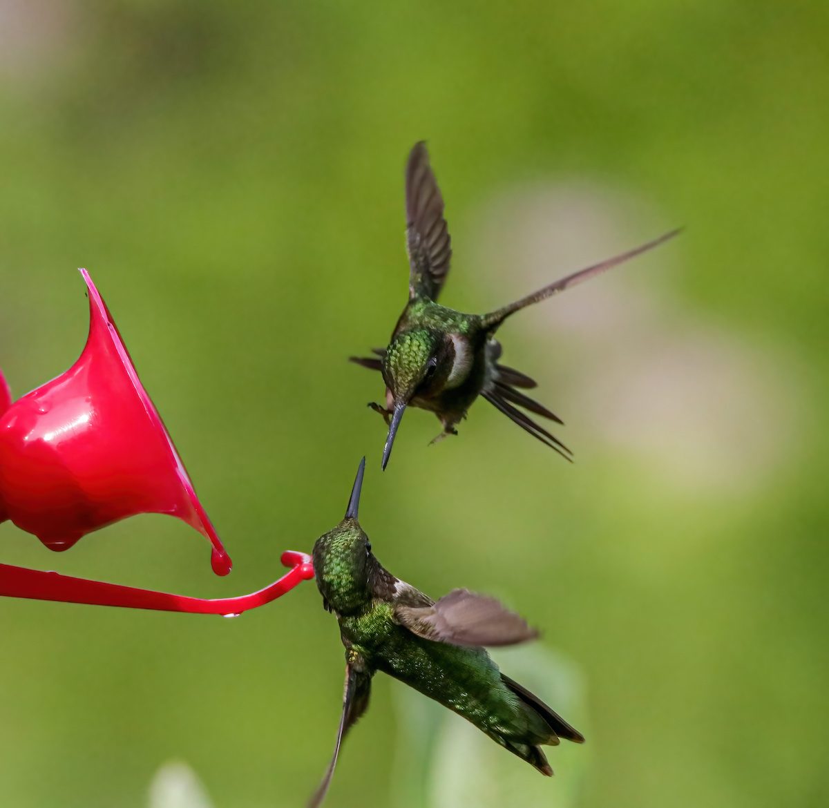 Do Fighting Hummingbirds Ever Hurt Each Other?
