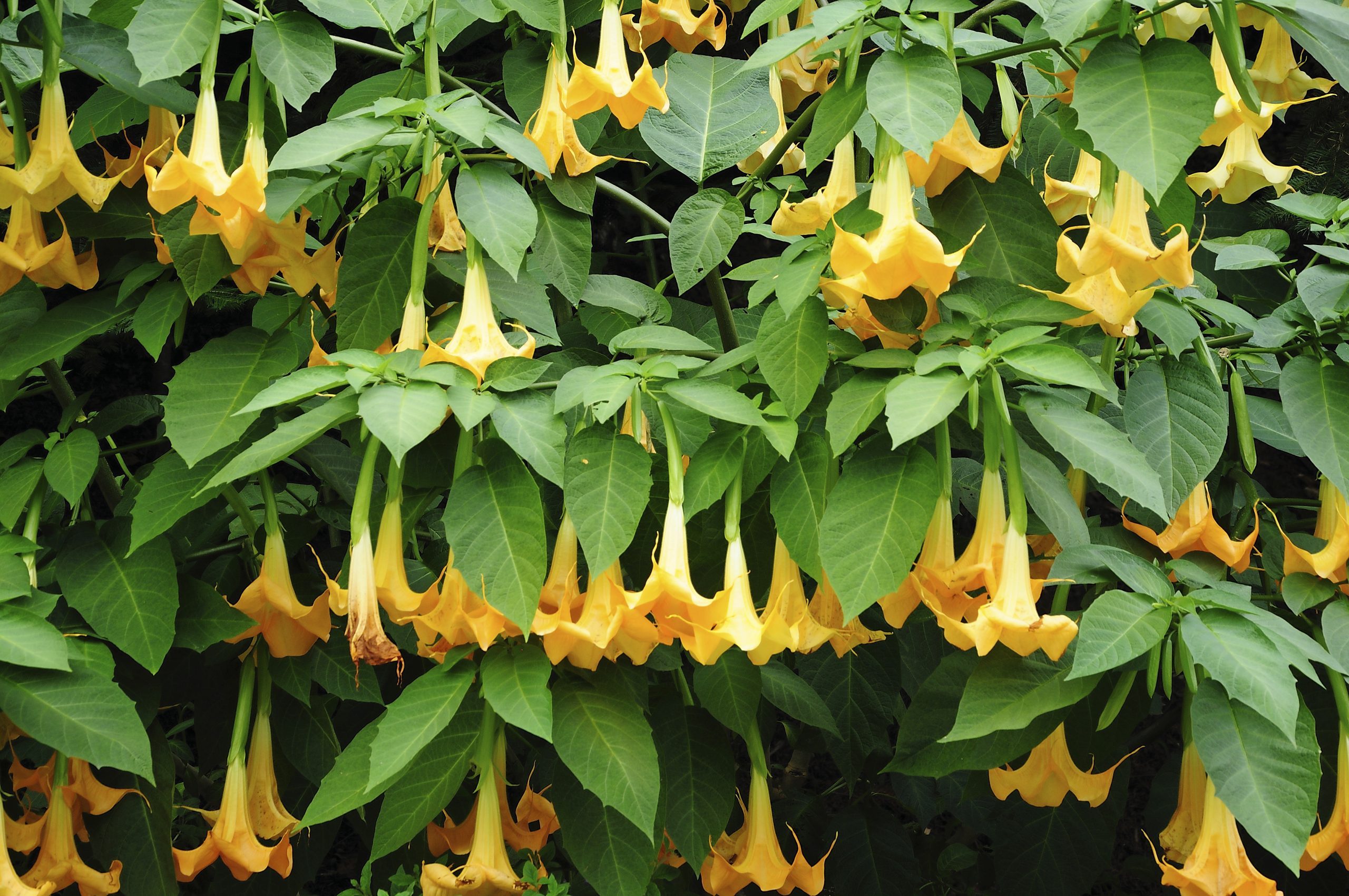 Are Brugmansia Flowers Right for Your Yard?