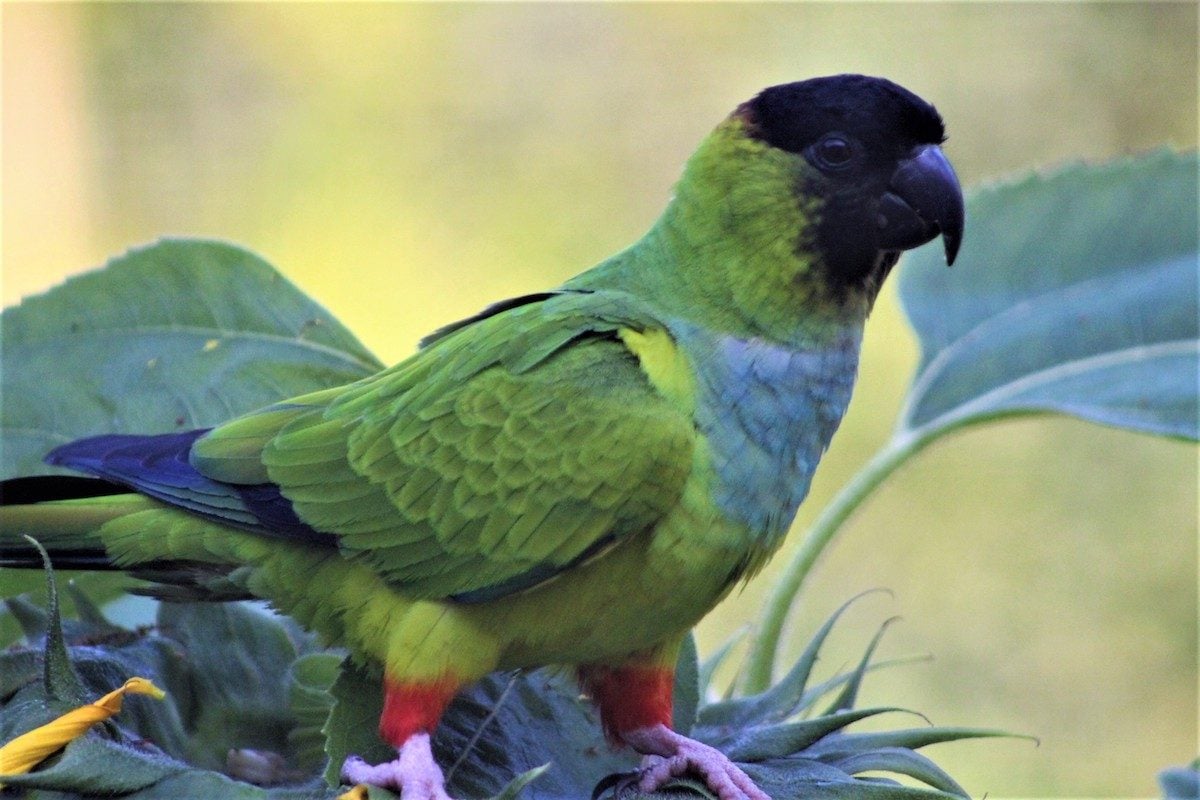 Do Wild Parakeets and Parrots Live in North America?